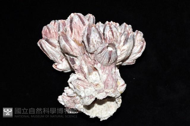 縱肋巨藤壺藏品圖，第2張