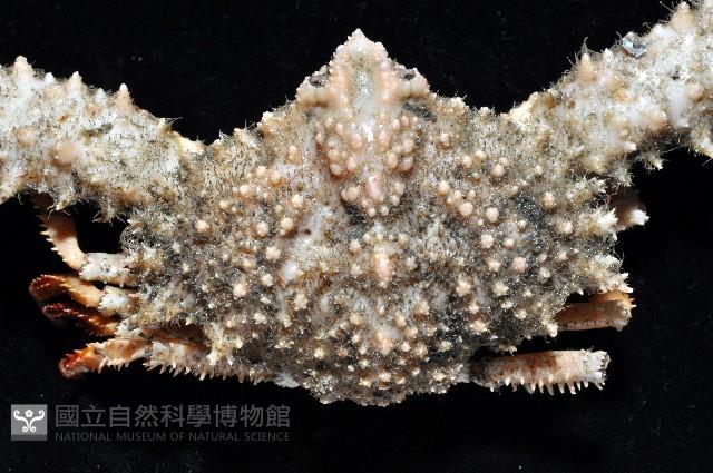 棘刺菱蟹藏品圖，第2張