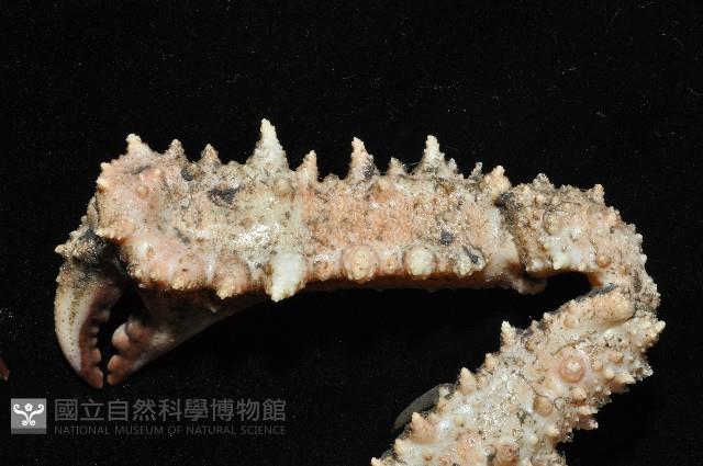 強壯菱蟹藏品圖，第2張