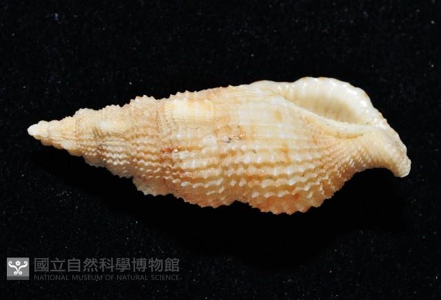 卡明氏布紋螺藏品圖，第2張