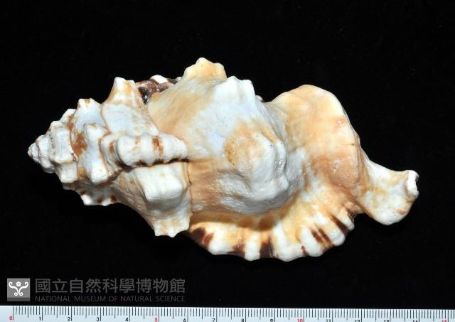象鼻法螺藏品圖，第2張