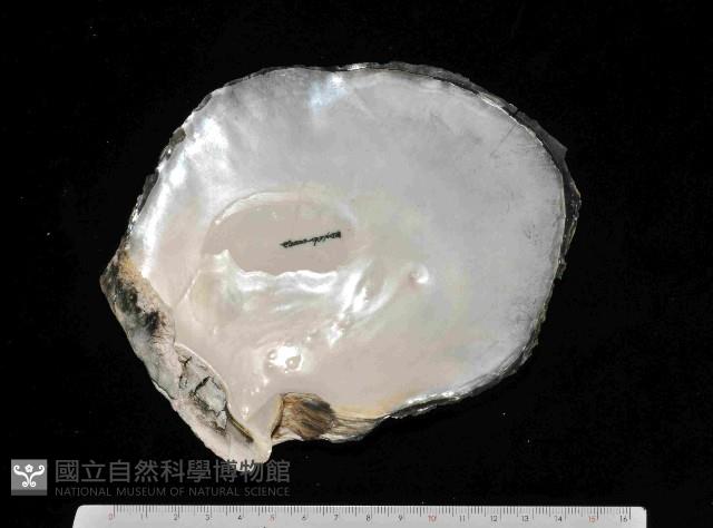 黑蝶珍珠蛤藏品圖，第2張