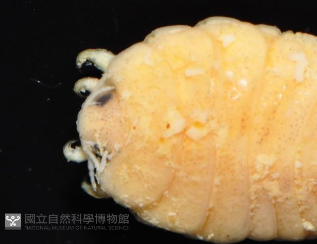 福山魚怪(新種)藏品圖，第2張