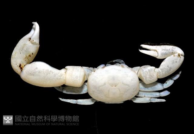 美麗多指瓷蟹藏品圖，第2張