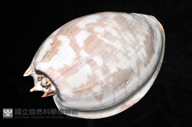 閃電椰子渦螺藏品圖，第2張