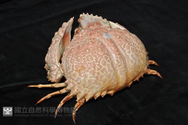 日本饅頭蟹藏品圖，第2張