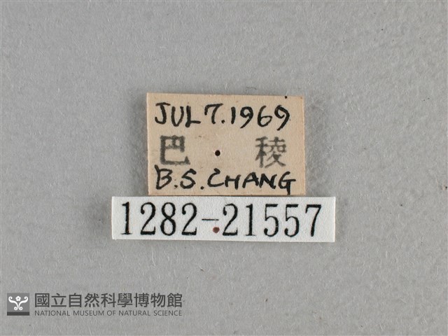 尖翅褐弄蝶藏品圖，第3張
