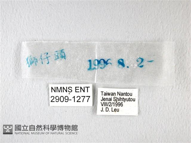 橙翅傘弄蝶藏品圖，第3張