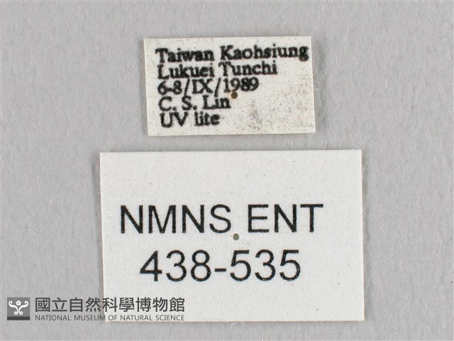 鉛斑帶鉤蛾藏品圖，第3張
