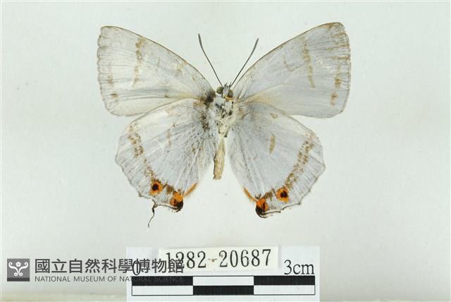 白芒翠灰蝶藏品圖，第2張