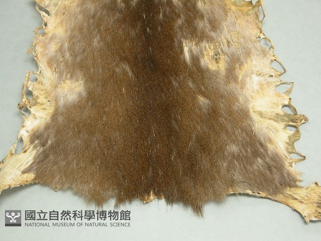 羌皮藏品圖，第3張