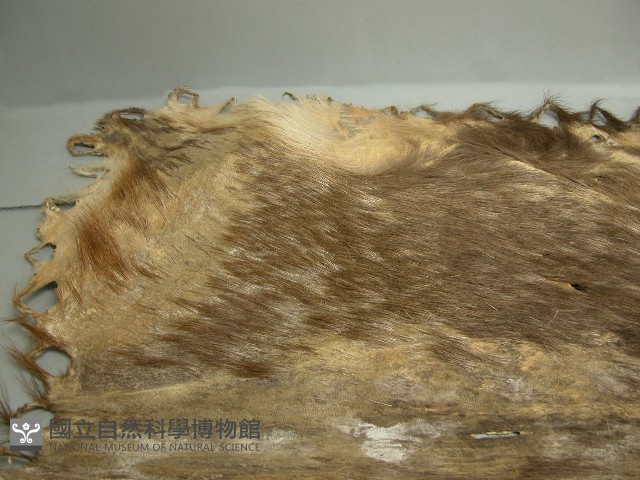 鹿皮藏品圖，第3張