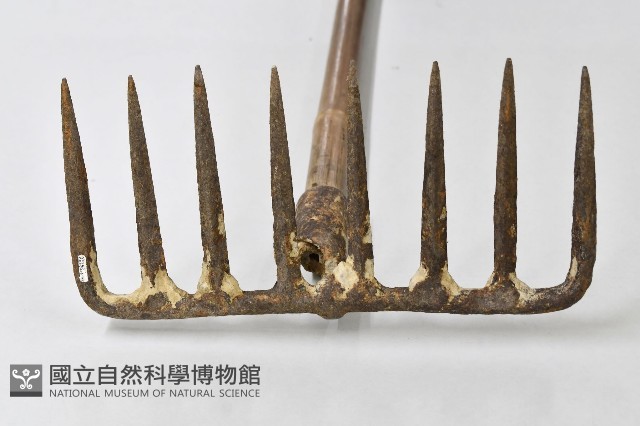 八齒釘耙藏品圖，第3張