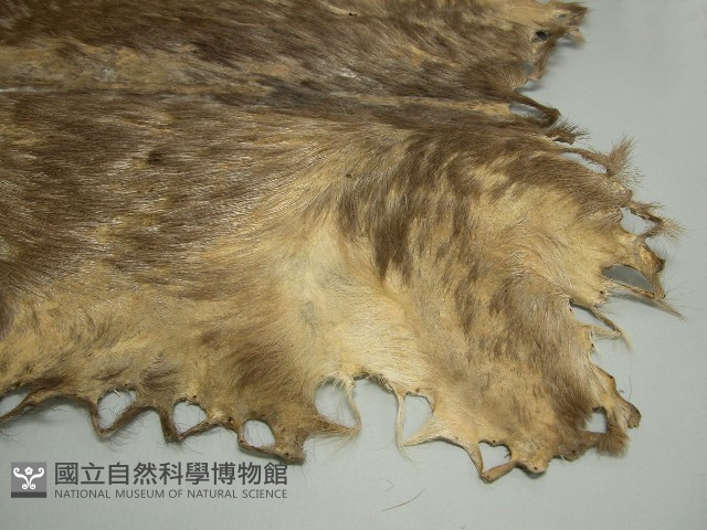 鹿皮藏品圖，第5張
