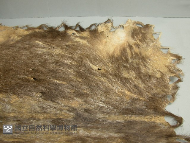 鹿皮藏品圖，第4張