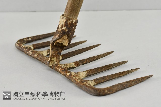 八齒釘耙藏品圖，第4張