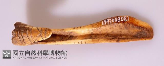 香蕉匙刮刀藏品圖，第1張