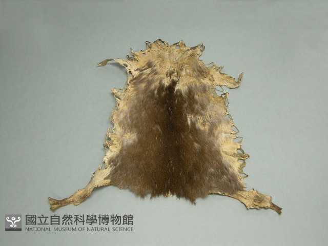羌皮藏品圖，第1張