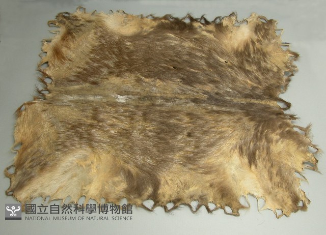 鹿皮藏品圖，第1張