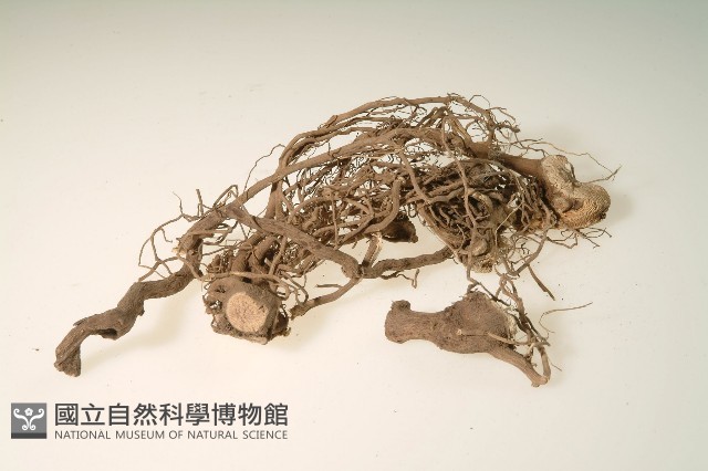 kawa樹根藏品圖，第1張