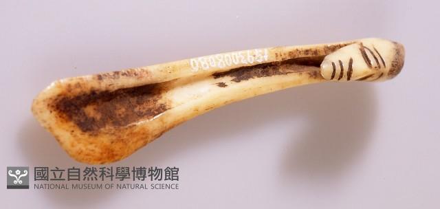 香蕉匙刮刀藏品圖，第1張