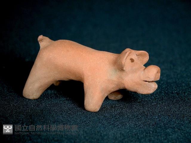 小豬藏品圖，第1張