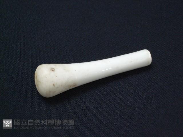 Accession Number:2010015020 Collection Image, Figure 1, Total 2 Figures