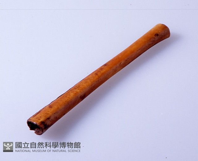 鼻飾藏品圖，第1張