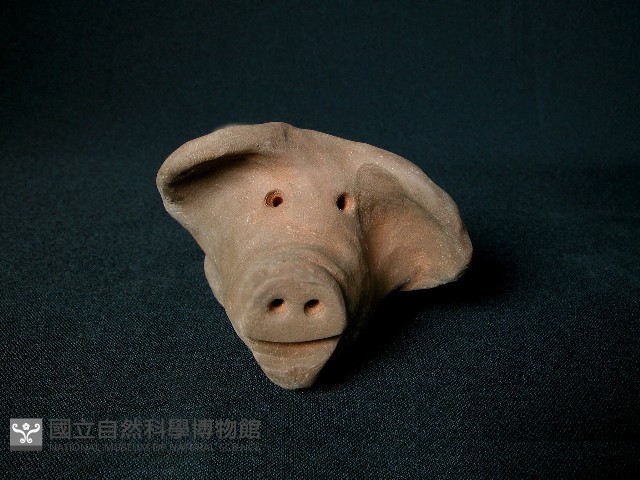 豬頭藏品圖，第1張