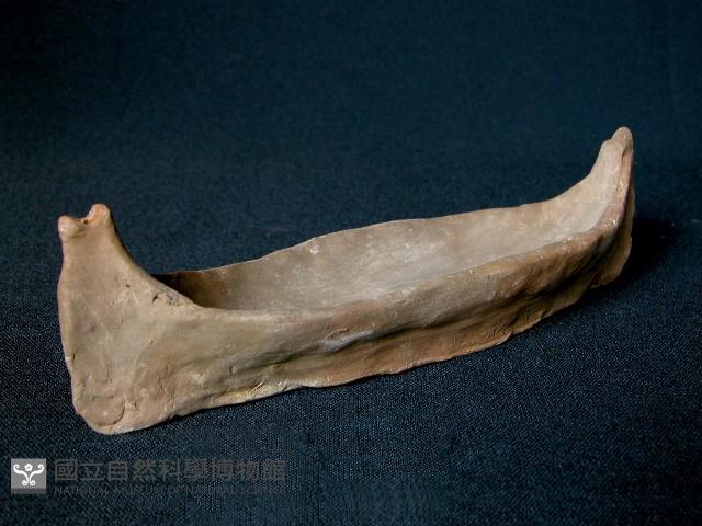 Accession Number:2005010024 Collection Image, Figure 1, Total 2 Figures