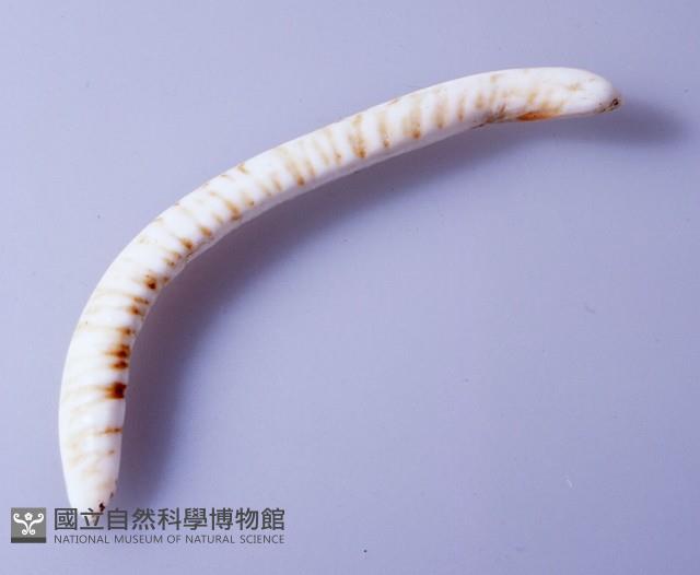 鼻飾藏品圖，第1張