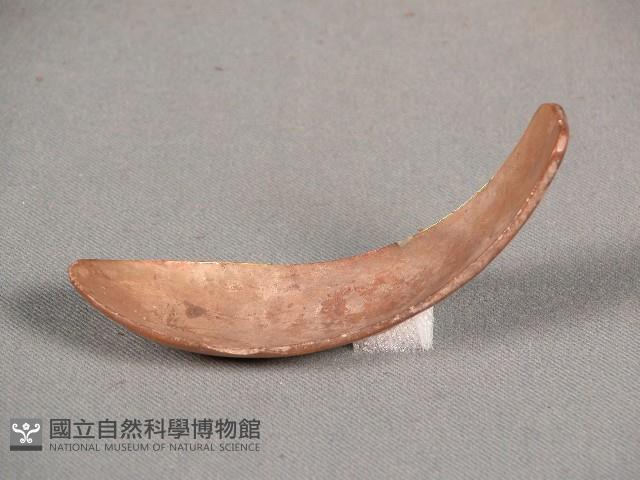 貝匙藏品圖，第1張