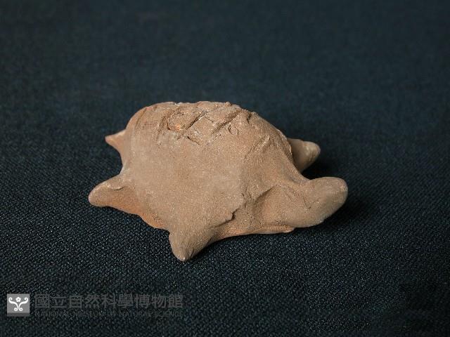 烏龜藏品圖，第1張