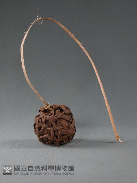 藤球藏品圖，第1張
