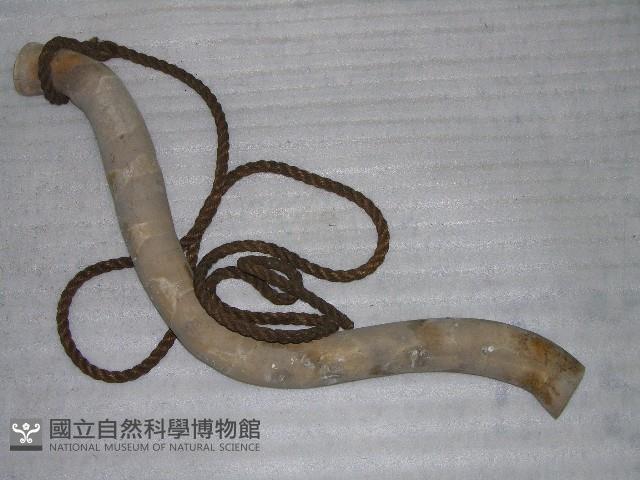 牛軛藏品圖，第1張