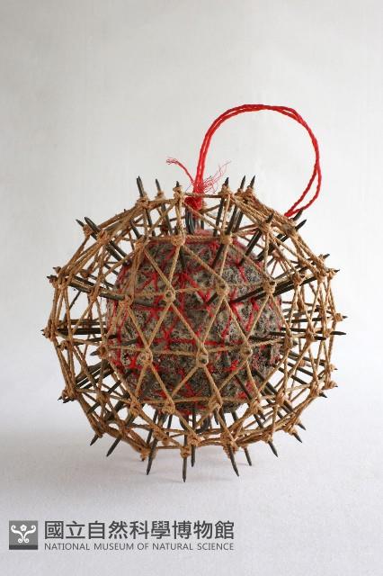 刺球藏品圖，第1張