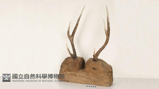 鹿角座藏品圖，第1張