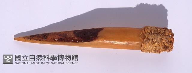 骨刀藏品圖，第1張