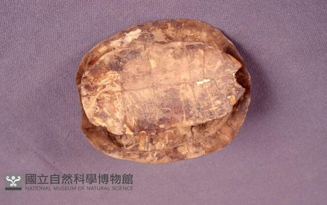 龜殼    藏品圖，第2張