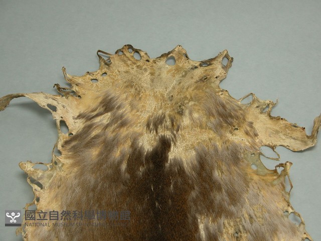 羌皮藏品圖，第2張
