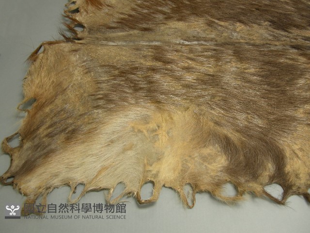 鹿皮藏品圖，第2張
