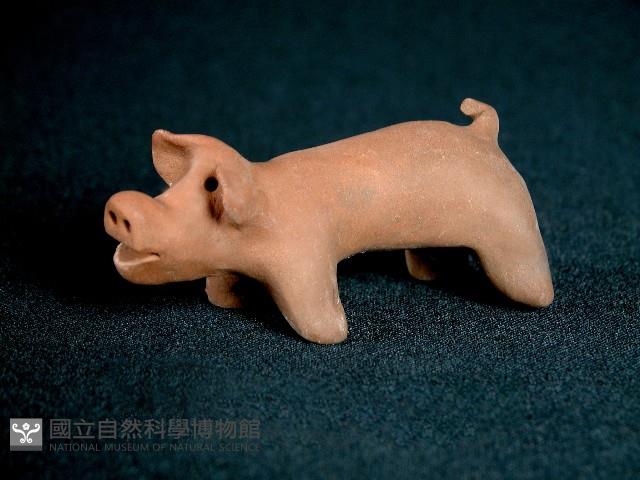 小豬藏品圖，第2張