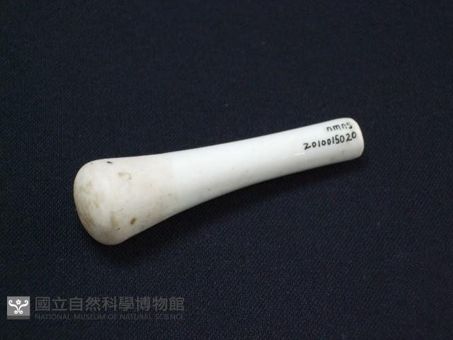 Accession Number:2010015020 Collection Image, Figure 2, Total 2 Figures