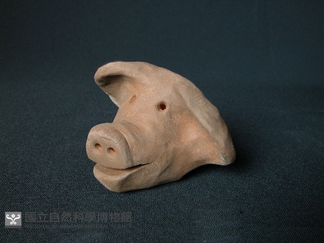 豬頭藏品圖，第2張
