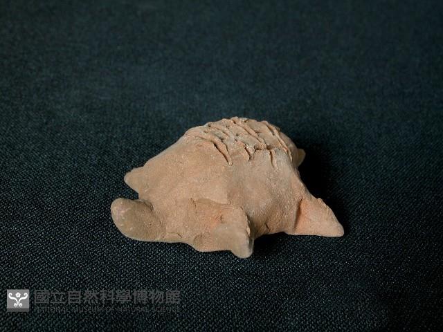 烏龜藏品圖，第2張