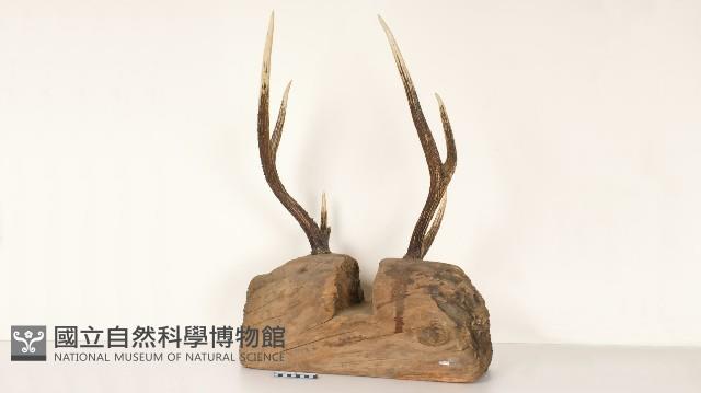 鹿角座藏品圖，第2張