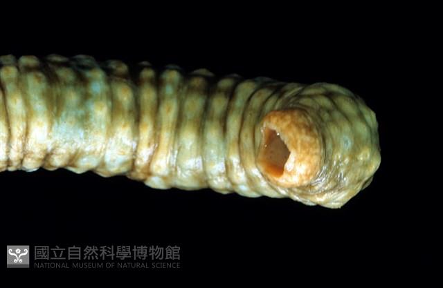 未知種海蛭藏品圖，第3張