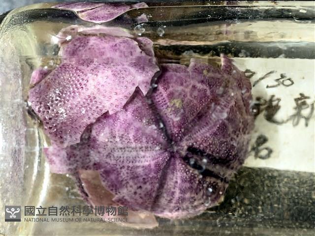 中華釜海膽藏品圖，第6張