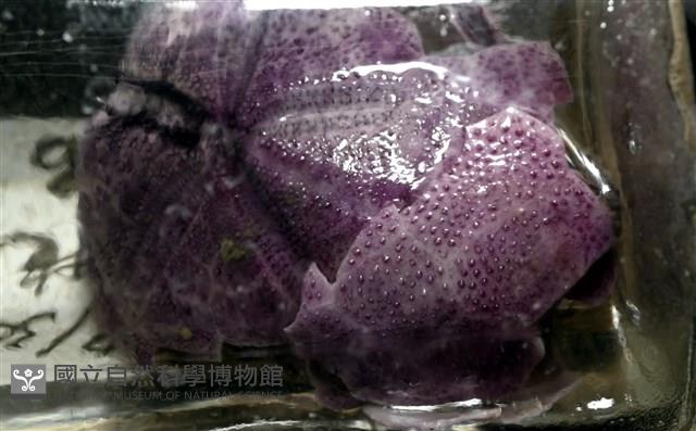 中華釜海膽藏品圖，第5張