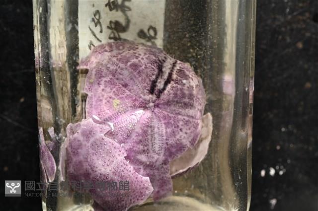 中華釜海膽藏品圖，第7張